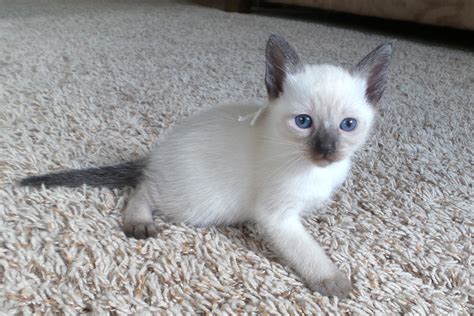 siamese kittens for sale orlando fl|buy seal point siamese kitten.